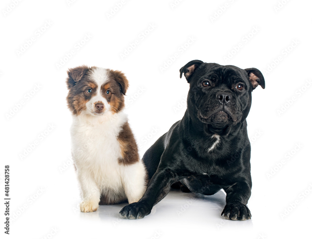 Miniature American Shepherd and staffie Miniature American Shepherd and staffie
