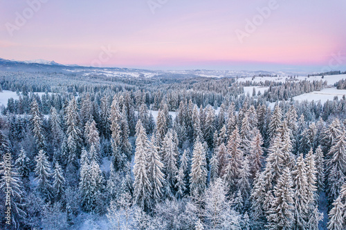 Snowy Landscape in Spruce Forest at Winter Sunrise