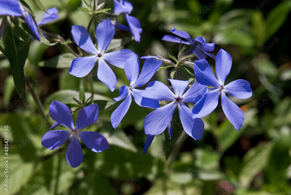 Woodland Phlox (Phlox divaricata) in garden
