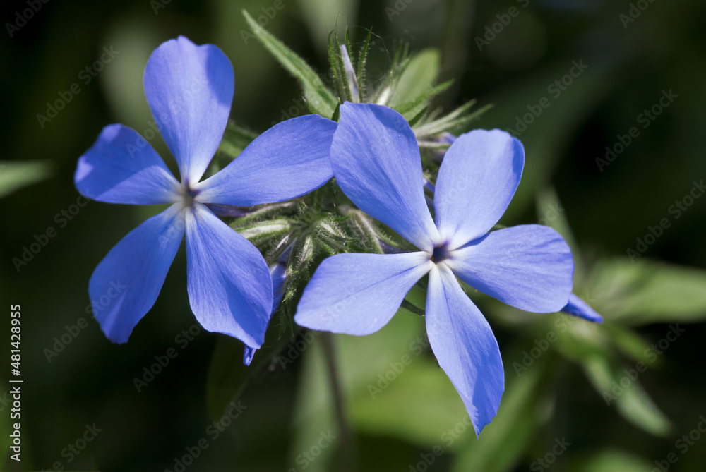 Woodland Phlox (Phlox divaricata) in garden
