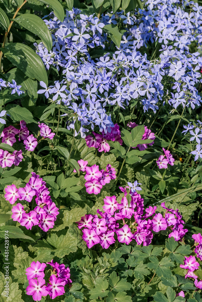 Woodland Phlox (Phlox divaricata) and Japanese Primrose (Primula patens) in garden
