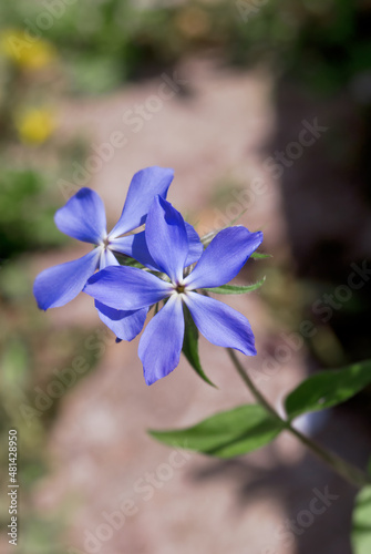 Woodland Phlox (Phlox divaricata) in garden