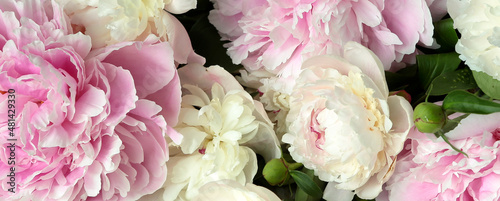 Fotografie, Obraz pink and cream peonies close-up