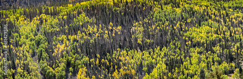 A panorama of Aspen trees showing fall colors and beetle kill pine trees near Osier Colorado