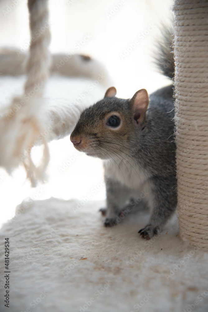 Obraz premium Cute Squirrel playing on cat tree inside 