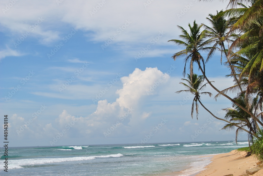 Fototapeta premium Beach, sea, palm trees, ocean. Sri Lanka. Blue lagoon.