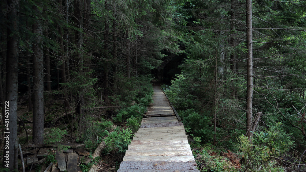 Obraz premium Path in the forest, plank flooring