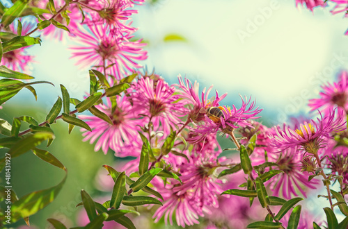 Delicate floral background. A bee collects pollen from a flower.