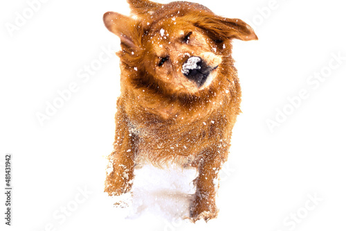 Happy Golden Retriever dog shakes off the snowflakes as she plays in the freshly fallen snow. Intentional blur, selective focus, to show movement.