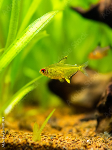 lemon tetra  Hyphessobrycon pulchripinnis   isolated in a fish tank with blurred background