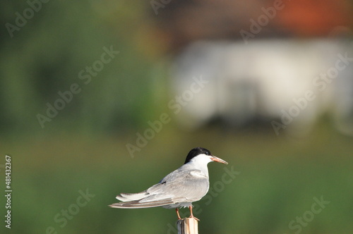 The Common Tern, an agile bird that hunts fish, with specimens sitting on poles sticking out of the lake. photo