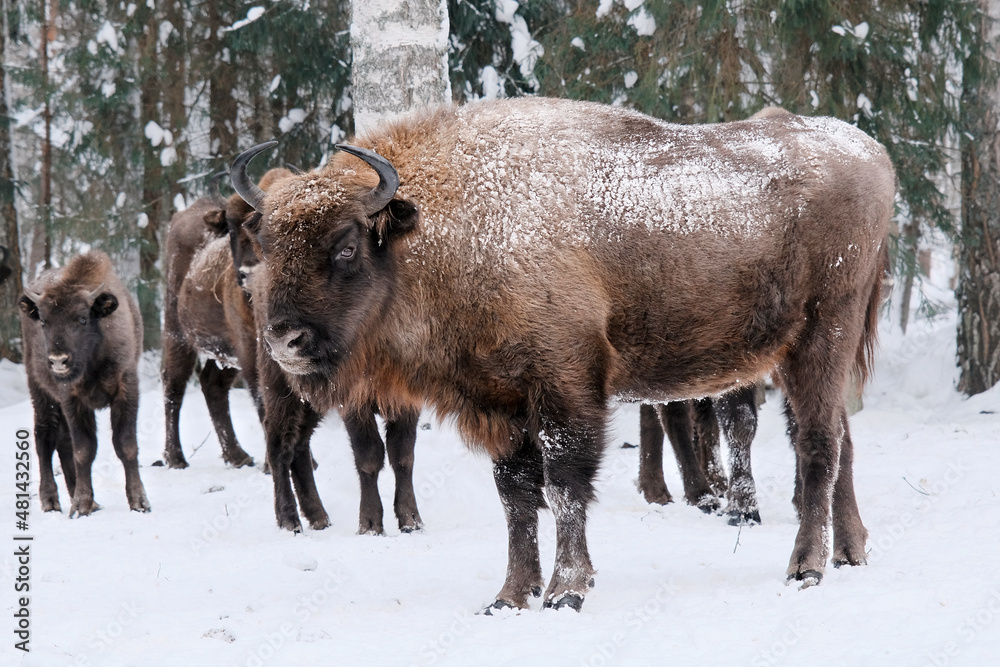 The wild European bison in the protected area forest. The herd of bison on the meadow. Winter in the wild nature. The curious herd of European bison. The wild European bison in the protected area forest. The herd of bison on the meadow. Winter in the wild nature. The curious herd of European bison.