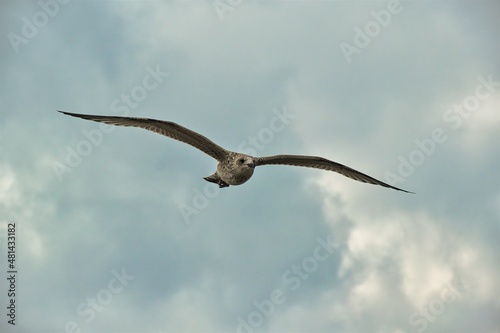 Segelflug der M  we vor den Wolken 