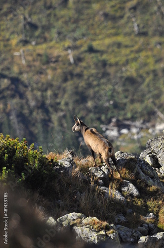 Mountain chamois, goats on the peaks in the Tatra National Park. Mammals grazing in the clearing and resting between the ridges and rocks.