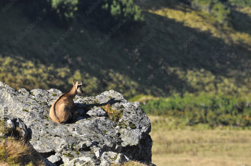 Mountain chamois, goats on the peaks in the Tatra National Park. Mammals grazing in the clearing and resting between the ridges and rocks. Mountain chamois, goats on the peaks in the Tatra National Park. Mammals grazing in the clearing and resting between the ridges and rocks.