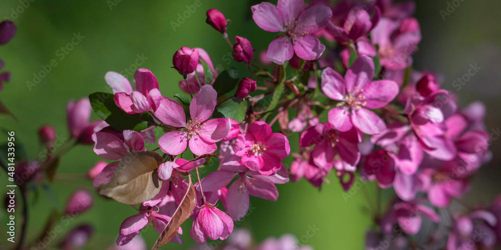 Banner spring flowering tree