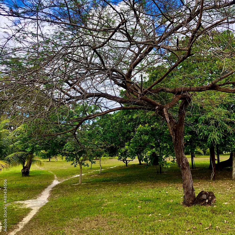 Fototapeta premium tree in park