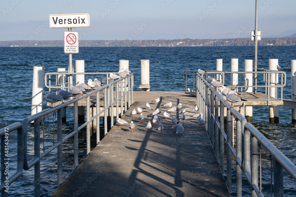 Fototapeta premium Mouette sur le débarcadère