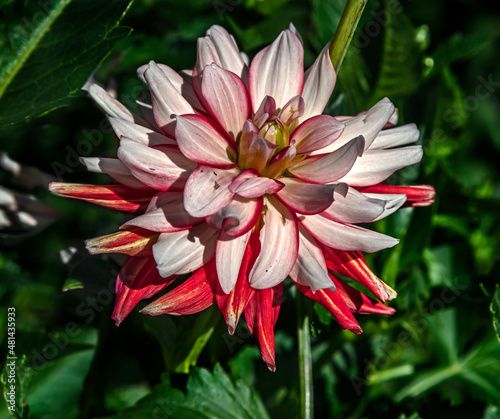 View of dahlia in the garden. Variety - Short track