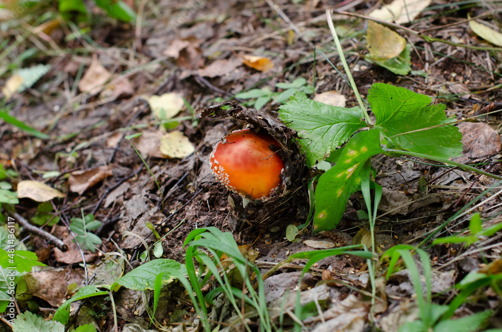 Red poisonous mushroom fly agaric close up on brown autumn leaves near green autumn grasses in the forest Red poisonous mushroom fly agaric close up on brown autumn leaves near green autumn grasses in the forest