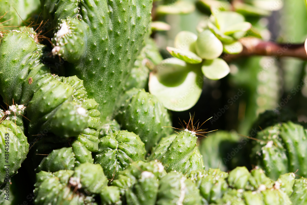 cactus garden on the farm hobby and leisure activities for another form of happiness cactus garden on the farm hobby and leisure activities for another form of happiness