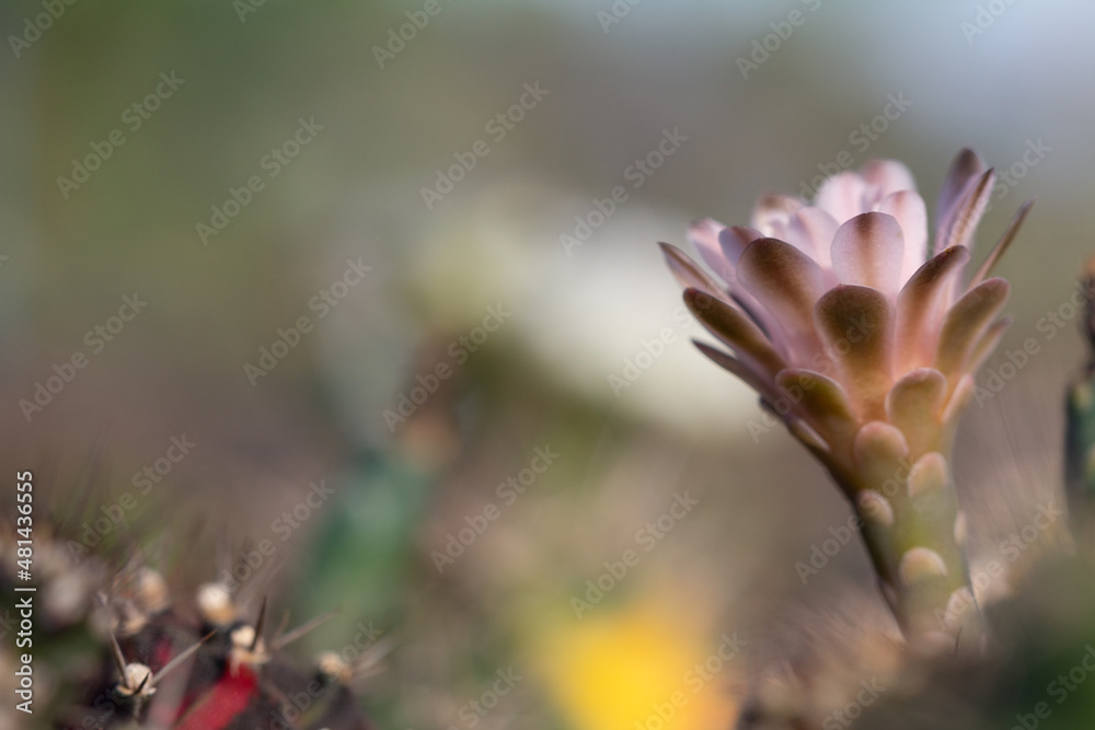 cactus garden on the farm hobby and leisure activities for another form of happiness cactus garden on the farm hobby and leisure activities for another form of happiness