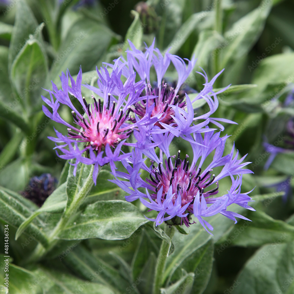 Centaurea Centaurea