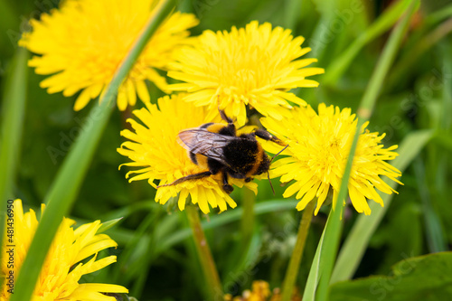 Bumblebee on yellow flowering dandelions among green grass. Close-up. photo