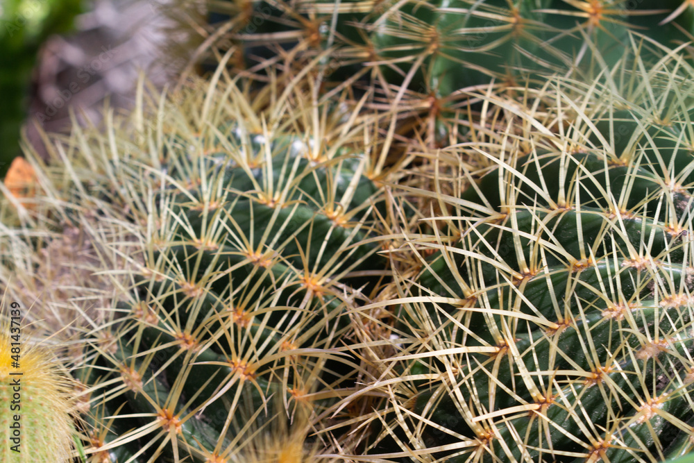 cactus garden on the farm hobby and leisure activities for another form of happiness cactus garden on the farm hobby and leisure activities for another form of happiness