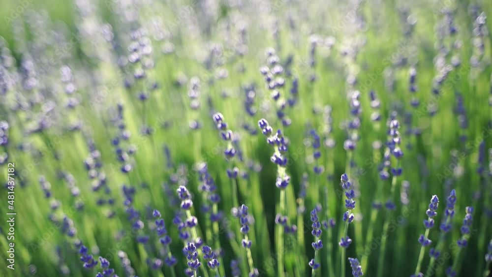 Female hand slowly touches ripe lavender flowers on a lavender field. Female hand slowly touches ripe lavender flowers on a lavender field.