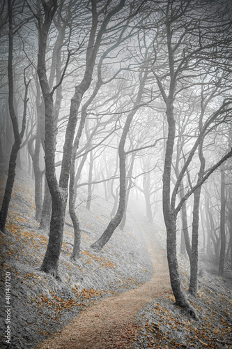Misty trees in a wood with a path © Tony