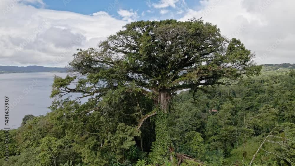 Drone shot of a Ceiba tree (Ceiba aesculifolia) and Lake Arenal behind, this tree was the template for the film Avatar, Ceiba Tree Lodge, Nuevo Arenal, Costa Rica, Central America Drone shot of a Ceiba tree (Ceiba aesculifolia) and Lake Arenal behind, this tree was the template for the film Avatar, Ceiba Tree Lodge, Nuevo Arenal, Costa Rica, Central America