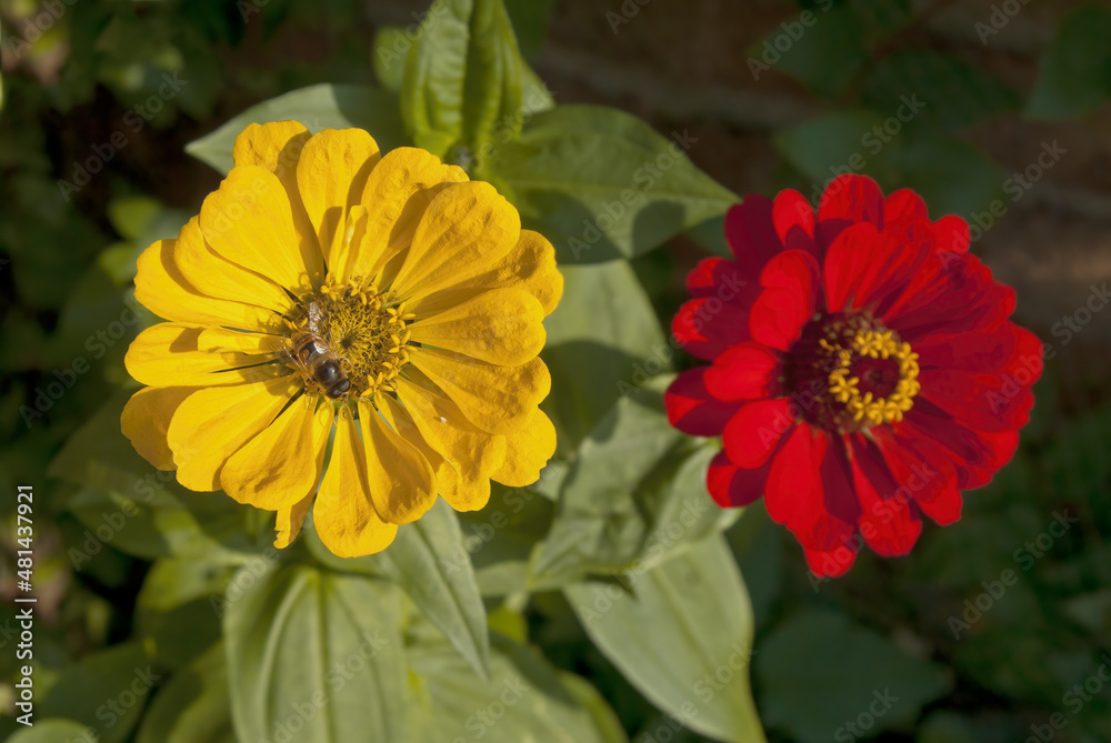Common Zinnia (Zinnia elegans) in garden Common Zinnia (Zinnia elegans) in garden