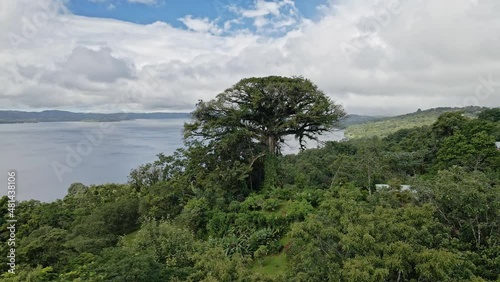 Drone shot of a Ceiba tree (Ceiba aesculifolia) and Lake Arenal behind, this tree was the template for the film Avatar, Ceiba Tree Lodge, Nuevo Arenal, Costa Rica, Central America photo