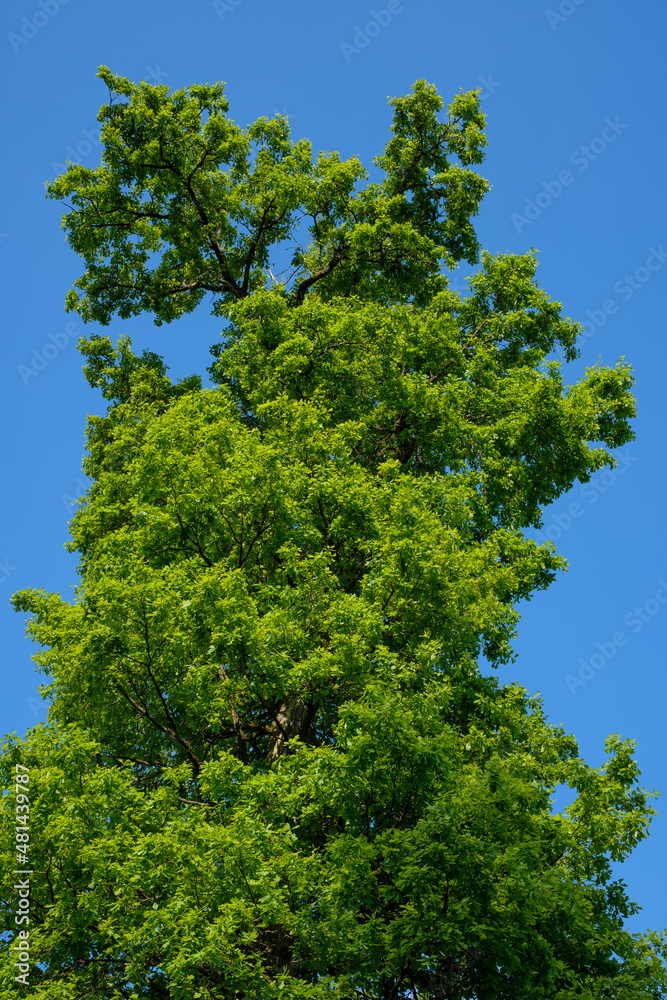 Frischer grüner Laubbaum / Baum im Frühling unter einem blauen wolkenlosen Himmel (Hochformat)