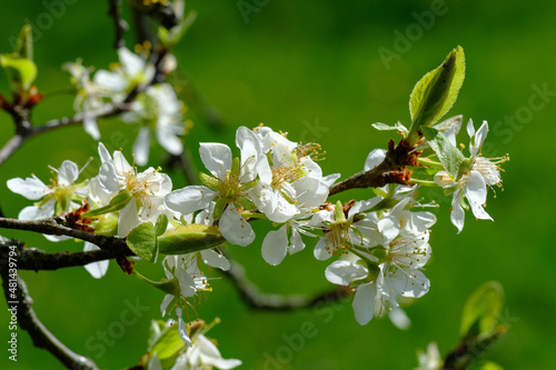 Im Frühling blühender Obstbaum vor einem natürlichen grünen Hintergrund