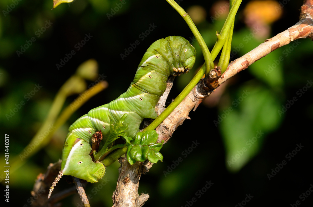 Naklejka premium スズメガの幼虫 蛾の幼虫 シモフリスズメ 幼虫