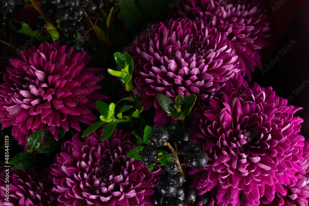 close up of chrysanthemum close up of chrysanthemum