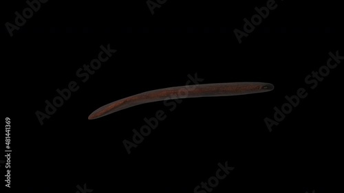 Wooden tablet ko hau rongo rongo - Rotation zoom-in - 3d animation model on a black background photo