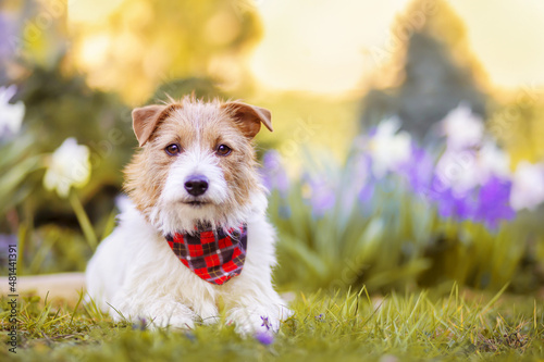 Happy cute pet dog puppy listening in the grass with flowers in spring. Springtime, summer, easter holiday background.