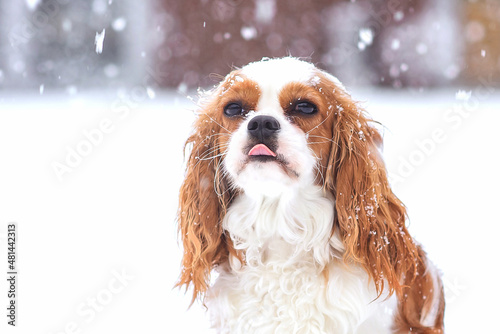 dog puppy cavalier king charles spaniel in winter under snow on the street. Snowfall.