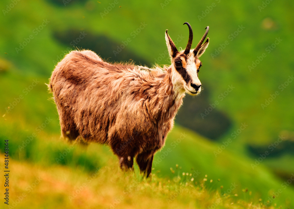 Fototapeta premium The Tatra chamois (Rupicapra rupicapra tatrica)