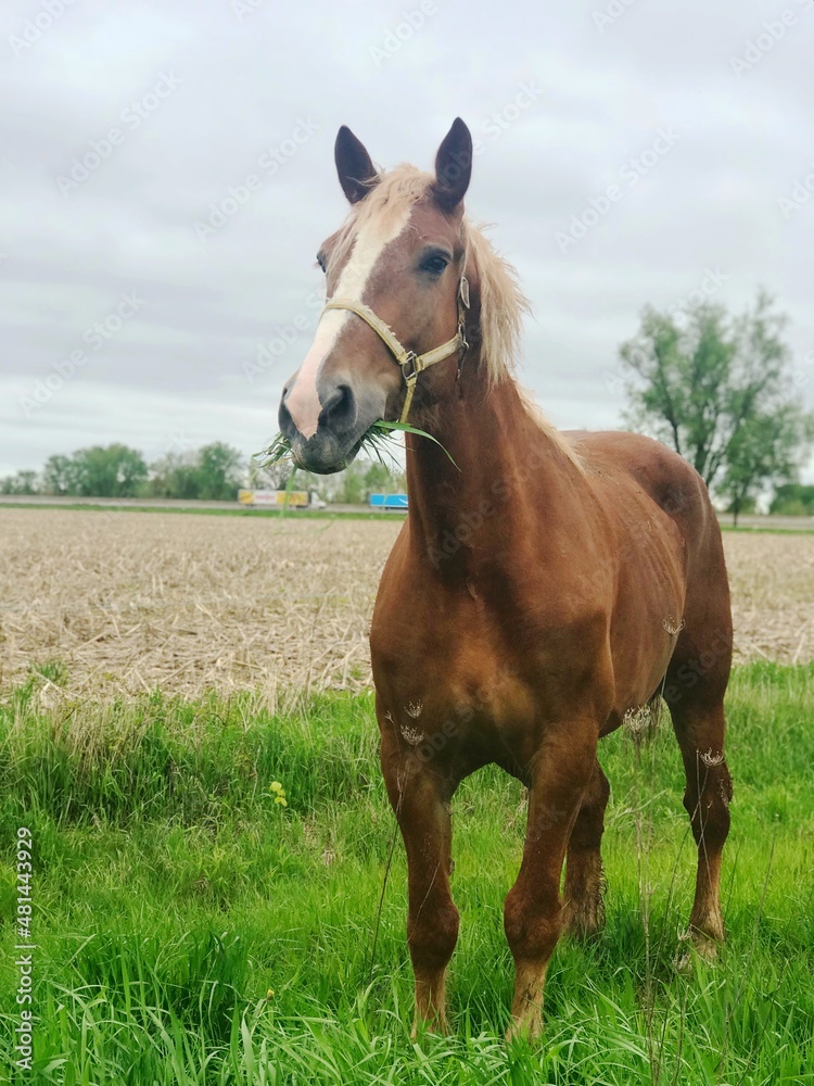 Fototapeta premium horse in the field