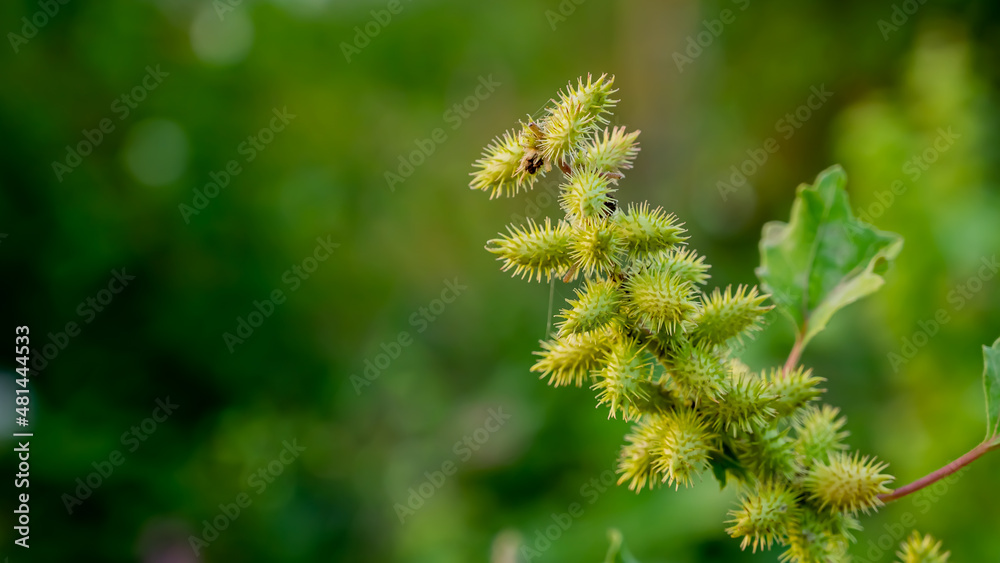 Xanthium strumarium is a species of annual plants of the family Asteraceae. It probably originates in North America and has been extensively naturalized elsewhere. Xanthium strumarium is a species of annual plants of the family Asteraceae. It probably originates in North America and has been extensively naturalized elsewhere.