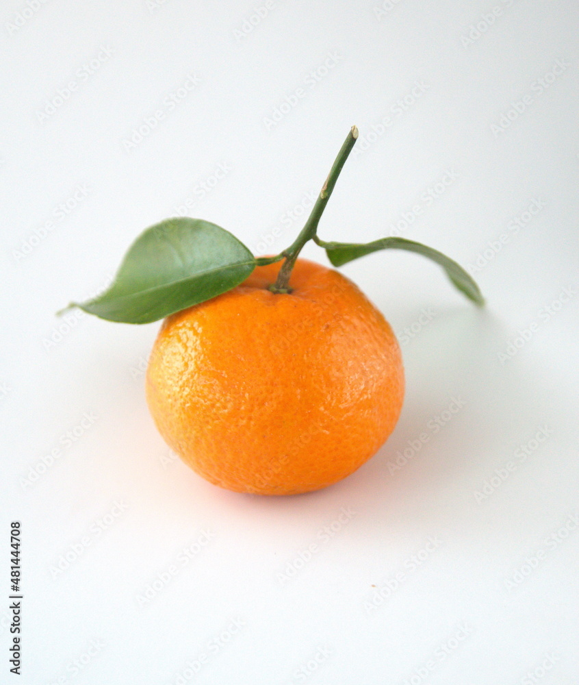 Branch of mandarine, mandarin orange (Citrus reticulata), medicinal plant with edible orange fruits Branch of mandarine, mandarin orange (Citrus reticulata), medicinal plant with edible orange fruits