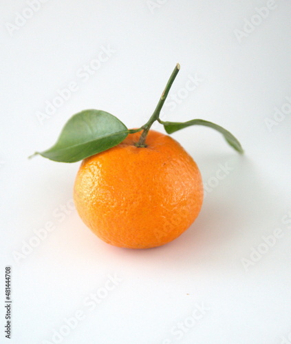 Branch of mandarine, mandarin orange (Citrus reticulata), medicinal plant with edible orange fruits