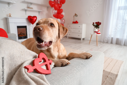 Cute Labrador dog lying on ...