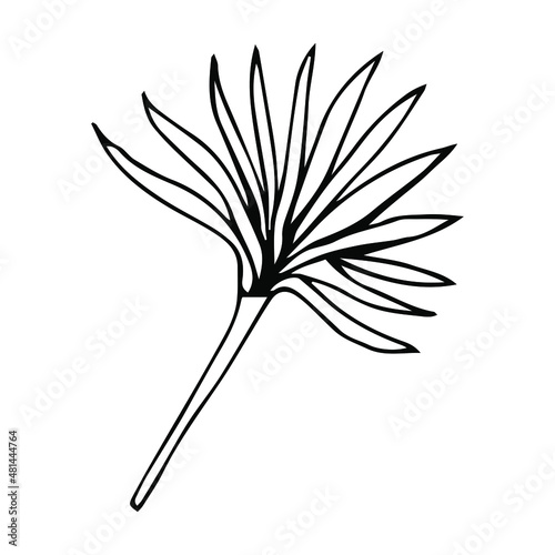 Simple hand drawn doodles. tropical leaves silhouette vector. Hand drawn silhouette palm leaf icon on white background. Cartoon sketch element  greenery Arecaceae  Palmae Palm Leave