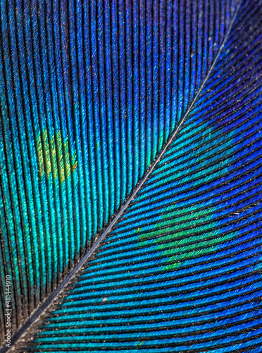 a close view of a colorful feather
