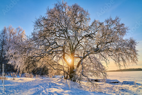 Beautiful sunset and tree in the snow © Tampere Photography